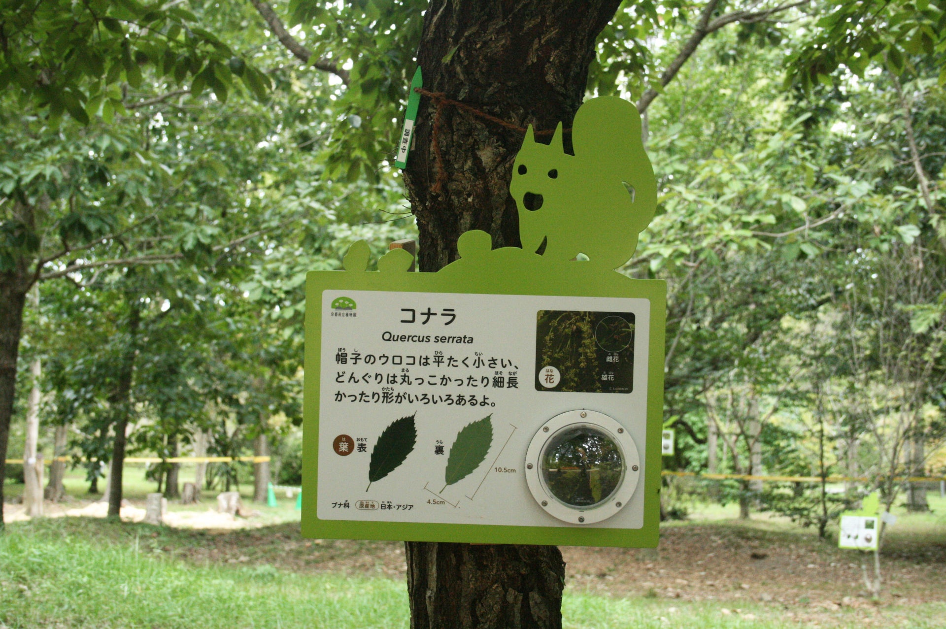 京都府立植物園 どんぐりの森「Dongreen Lab（どんぐりーんらぼ）」